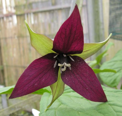 Trillium erectum  (deliver in Autumn)